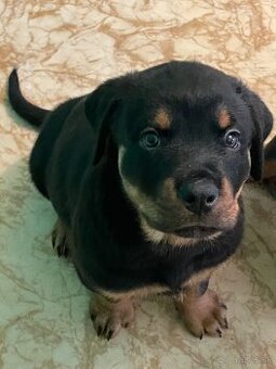 ROTWEILER samec