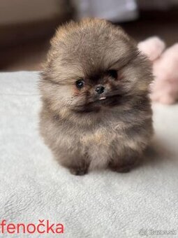 Pomeranian mini