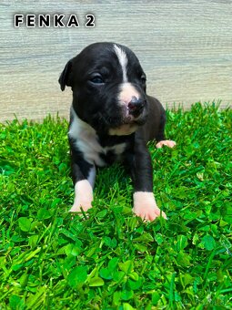 Šteniatka - Americký stafordšírsky teriér (Amstaff, Staford)