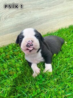 Šteniatka - Americký stafordšírsky teriér (Amstaff, Staford)
