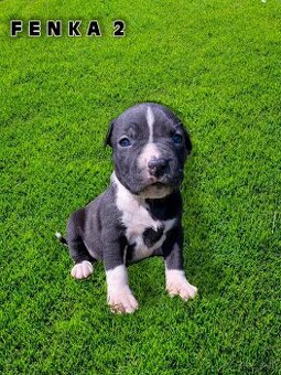 Šteniatka - Americký stafordšírsky teriér (Amstaff, Staford)