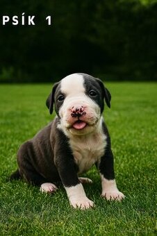 Šteniatka - Americký stafordšírsky teriér (Amstaff, Staford)