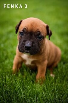 Šteniatka - Americký stafordšírsky teriér (Amstaff, Staford)