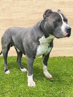 Krytie - AMERICKÝ STAFORDŠÍRSKY TERIÉR (amstaff, staford)