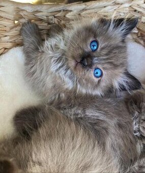 Mačiatka ragdoll samec a samica na predaj