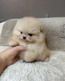 Pomeranian mini cream