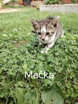 Mačiatka - 1