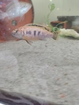 Africké cichlidy.