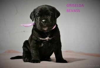 Cane Corso s PP