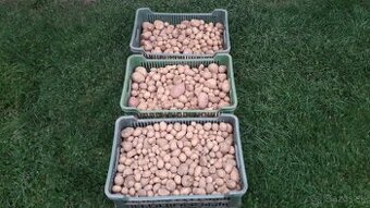 Kŕmne zemiaky - 0,20 Eur / kg