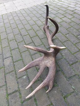Trofej trofeje paroh parohy parozie zhody