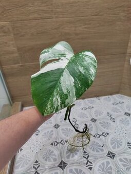 Monstera Deliciosa Albo