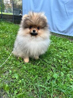Pomeranian s PP., Chovateľská stanica nucháčik Poms