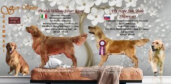 Zlatý Retriever / Golden Retriever s PP