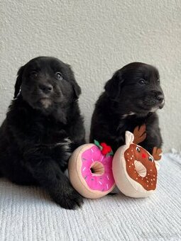 Golden Aussie steniatka