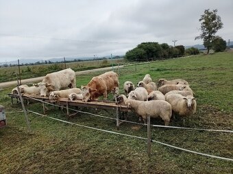 Predám jahňacie mäso