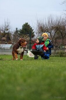 American bully XL, pitbull xxl