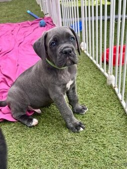 Cane corso