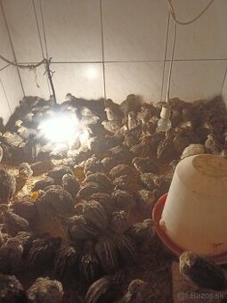 Japonské prepeličky