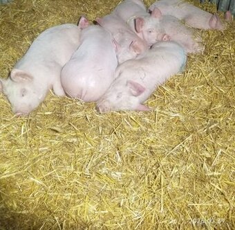Odstavčata 20-25kg