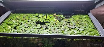 Darujem vodné rastliny do akvária