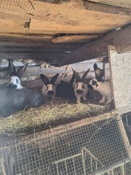 Nemecky obrovity strakac