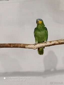 Amazonan venezuelský