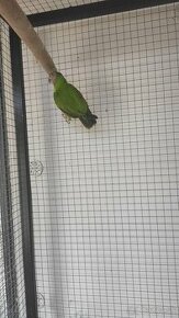 Papagáj senegalský - 1
