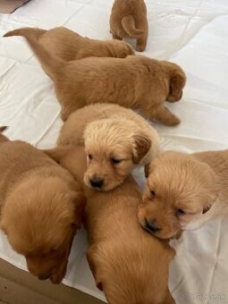Zlaty retriever, Golden retriever