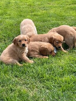 Zlaty retriever, Golden retriever