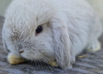 Minilop - mláďatko