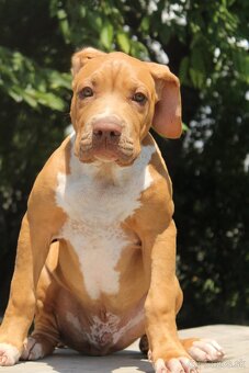 American Bully XL