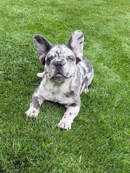 Francuzsky buldoček blue merle fluffy fenka, isabella fenka