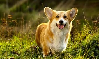 Welsh Corgi