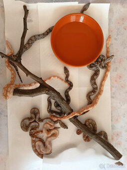 Predam Boa Constrictor