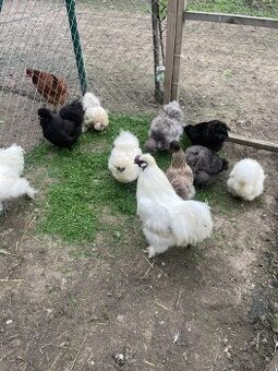 Kuriatka-hodvábnička EU - 1