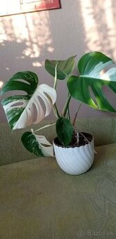 Monstera albo variegata- velka