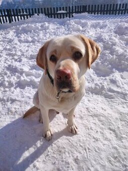 Labrador na krytie