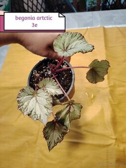 Phylodendron imperial red, konsetra anadnsoni mint