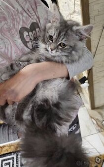 Perzske ragdoll maciatka