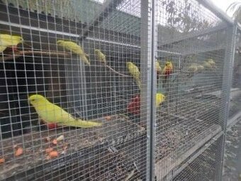 Papagáje Královské žlté predaj