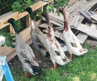 Darujem kačerov indických bežcov