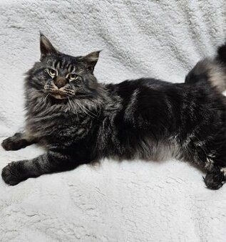 Maine coon, mainská mývalia mačka