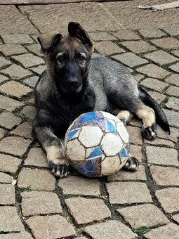 Východoeurópsky ovčiak, Nemecký ovčiak, Biely švajčiarsky ov