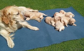 Zlatý retriever - šteniatka
