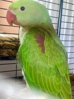 🦜 Na predaj – Alexandrin veľký