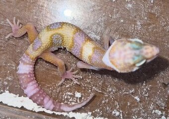 Gekončík nočný - Eublepharis macularius