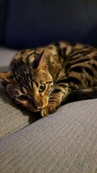 Darujem kocura Bengalskej macky