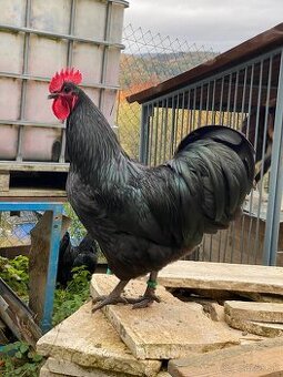 Australorpka čierna