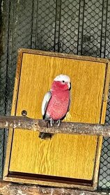 Kakadu Ružový